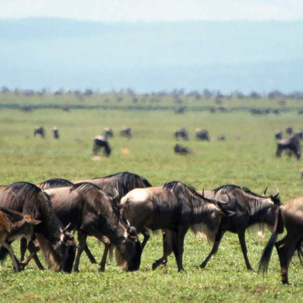 Entdecke Kenia bei einer Lodge Safari